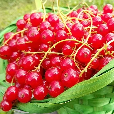 Красная в Истре