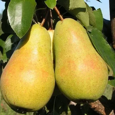 Груша ЧИЖОВСКАЯ в Истре