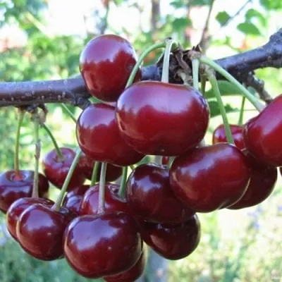 Вишня НОРД СТАР в Истре