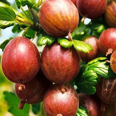 Крыжовник ШЕРШНЕВСКИЙ  Крыжовник ШЕРШНЕВСКИЙ в Истре