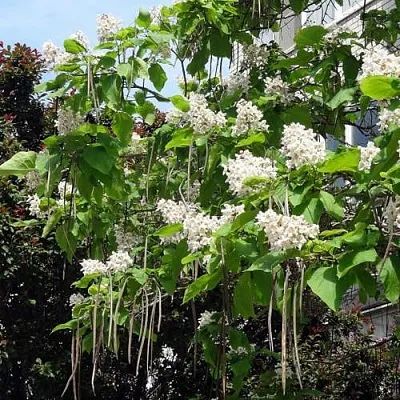 Катальпа  Катальпа в Истре