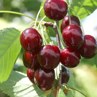 Черешня ОВСТУЖЕНКА  Черешня ОВСТУЖЕНКА в Истре