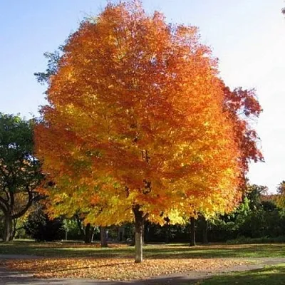 Клен серебристый в Истре