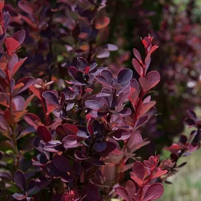 Барбарис ХЕЛМОНД ПИЛЛАР тунберга  Барбарис ХЕЛМОНД ПИЛЛАР тунберга в Истре