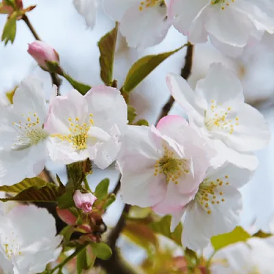 Вишня ОКАМЕ в Истре