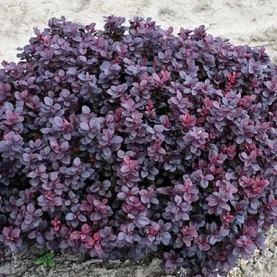 Барбарис КОНКОРД тунберга  Барбарис КОНКОРД тунберга в Истре