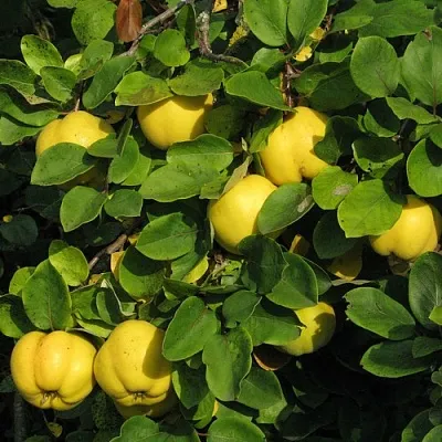 Айва  Айва в Истре