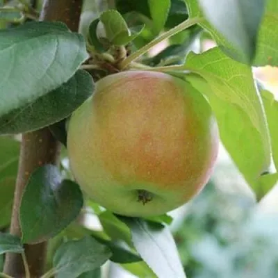 Яблоня ПОДСНЕЖНИК стелющаяся  Яблоня ПОДСНЕЖНИК стелющаяся в Истре