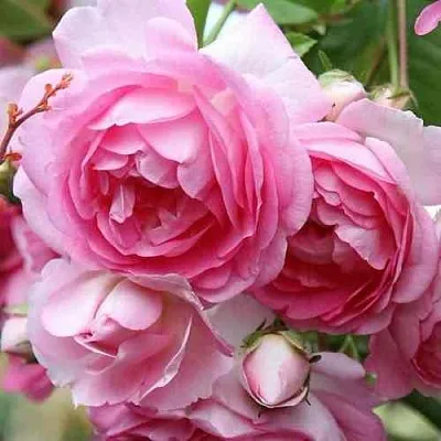 Саженцы роз ЖАСМИНА плетистая  Саженцы роз ЖАСМИНА плетистая в Истре