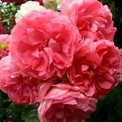 Саженцы роз РОЗЕУМ ЮТЕРСОН плетистая  Саженцы роз РОЗЕУМ ЮТЕРСОН плетистая в Истре