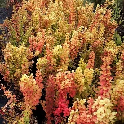 Барбарис САММЕР САНСЕТ тунберга  Барбарис САММЕР САНСЕТ тунберга в Истре