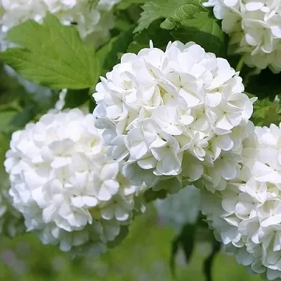 Калина декоративная в Истре