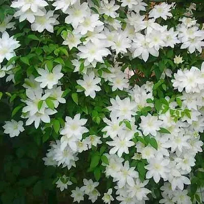 Клематис ТОКИ  Клематис ТОКИ в Истре