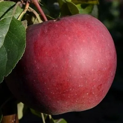 Яблоня БЕЛОРУССКОЕ СЛАДКОЕ в Истре