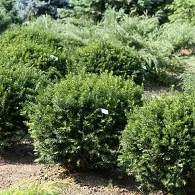 Тис НАНА остроконечный   Тис НАНА остроконечный  в Истре