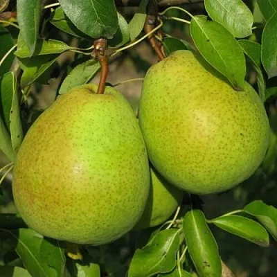 Груша НАЙТ-ВЕРТ колонновидная в Истре