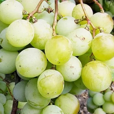 Виноград КЕША МУСКАТ в Истре