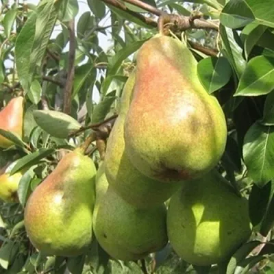 Груша ДЕЛЬБАРЬЮ в Истре