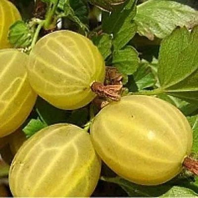 Крыжовник ЯРОВОЙ  Крыжовник ЯРОВОЙ в Истре