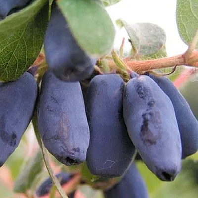 Жимолость съедобная ЛАКОМКА  Жимолость съедобная ЛАКОМКА в Истре