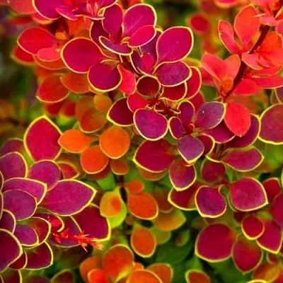 Барбарис ОРАНЖ САНРАЙЗ тунберга  Барбарис ОРАНЖ САНРАЙЗ тунберга в Истре