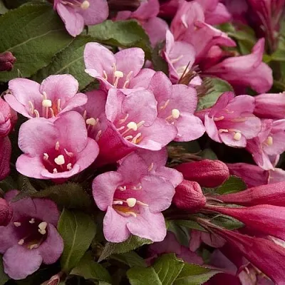 Вейгела ФЛОРИДА  Вейгела ФЛОРИДА в Истре