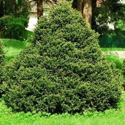 Ель ОЛЕНДОРФИ обыкновенная  Ель ОЛЕНДОРФИ обыкновенная в Истре