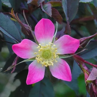 Саженцы роз сизая — описание сорта Саженцы роз сизая в Истре