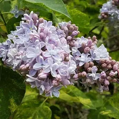 Сирень АУКУБАФОЛИЯ  Сирень АУКУБАФОЛИЯ в Истре