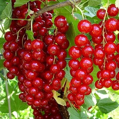 Смородина красная ЙОНКЕР ВАН ТЕТС в Истре