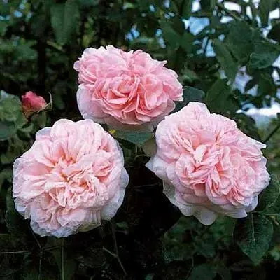 Саженцы роз КЛЭР РОУЗ английская  Саженцы роз КЛЭР РОУЗ английская в Истре