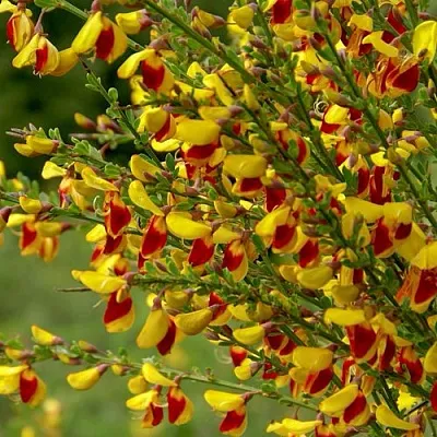 Ракитник в Истре