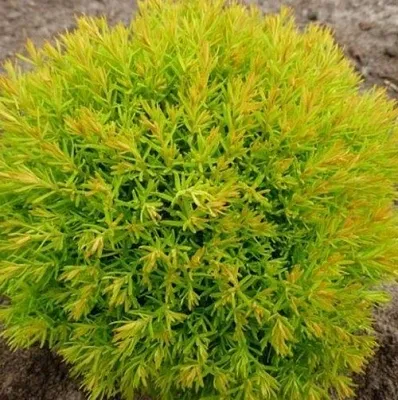 Туя АННИЕК западная  Туя АННИЕК западная в Истре