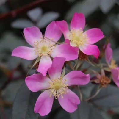 Саженцы роз сизая — описание сорта Саженцы роз сизая в Истре