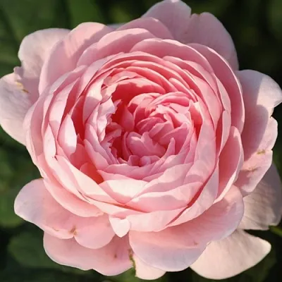 Саженцы роз КУИН ОФ СУИДЕН английская  Саженцы роз КУИН ОФ СУИДЕН английская в Истре