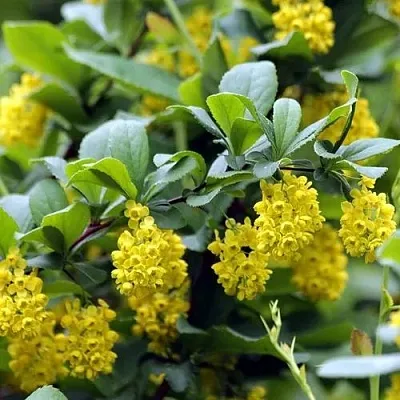 Барбарис корейский  Барбарис корейский в Истре