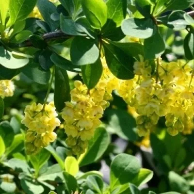 Барбарис ИНДИАН САММЕР   Барбарис ИНДИАН САММЕР  в Истре