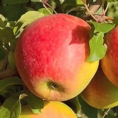 Яблоня САКАВИТА в Истре