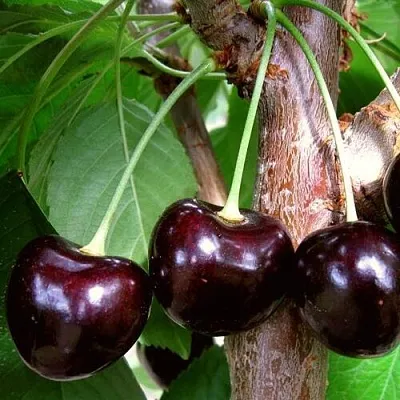 Черешня ДОНЕЦКИЙ УГОЛЁК  Черешня ДОНЕЦКИЙ УГОЛЁК в Истре