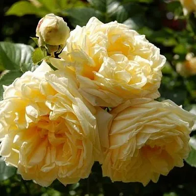 Саженцы роз НАДЯ МЕЙДИЛАНД почвопокровная  Саженцы роз НАДЯ МЕЙДИЛАНД почвопокровная в Истре