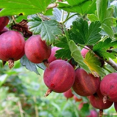 Крыжовник КРАСНОСЛАВЯНСКИЙ  Крыжовник КРАСНОСЛАВЯНСКИЙ в Истре