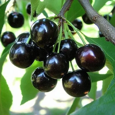 Вишня РОССОШАНСКАЯ ЧЕРНАЯ в Истре