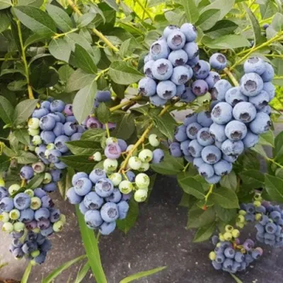 Голубика ОСОРНО — описание сорта Голубика ОСОРНО в Истре