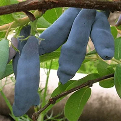 Жимолость съедобная ЛЕНИНГРАДСКИЙ ВЕЛИКАН  Жимолость съедобная ЛЕНИНГРАДСКИЙ ВЕЛИКАН в Истре