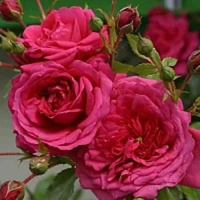 Саженцы роз ЛАГУНА плетистая  Саженцы роз ЛАГУНА плетистая в Истре