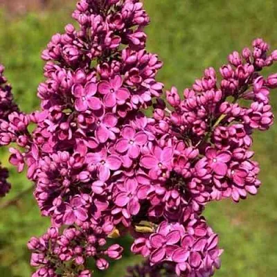 Сирень ЗНАМЯ ЛЕНИНА  Сирень ЗНАМЯ ЛЕНИНА в Истре