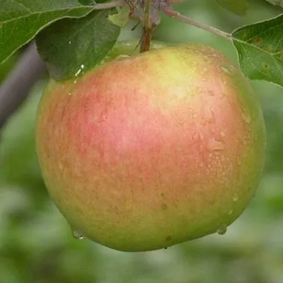 Яблоня БРЯНСКОЕ ЗОЛОТИСТОЕ в Истре