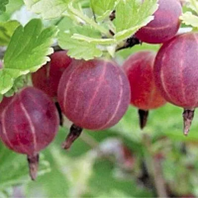 Крыжовник РАВОЛТ  Крыжовник РАВОЛТ в Истре