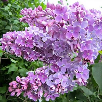 Сирень ОЛЯ  Сирень ОЛЯ в Истре