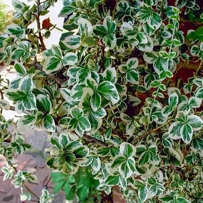 Бересклет ВАРИЕГАТУС форчуна  Бересклет ВАРИЕГАТУС форчуна в Истре